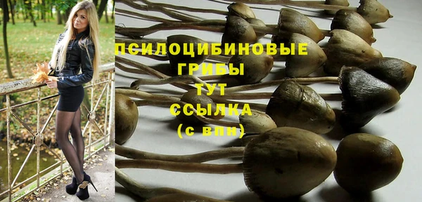 крисы Новокубанск